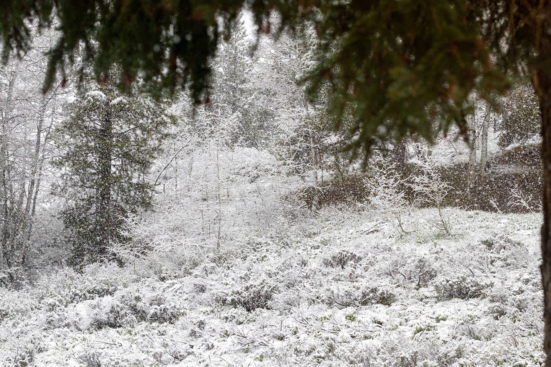 Woke up to a snowy morning at Jackson Lake Lodge, as seen from our Cottage room.