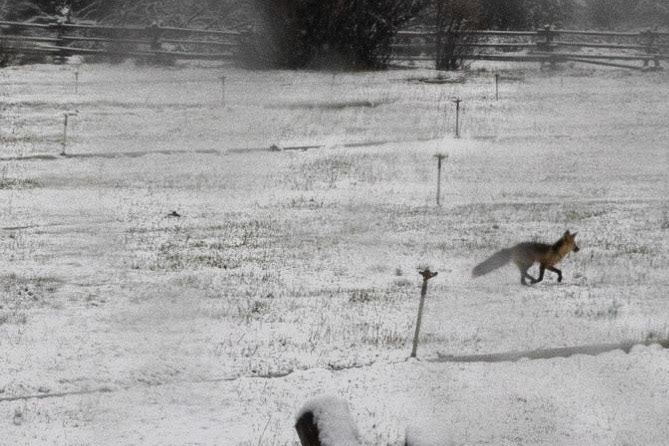 A fox seen running about and dropping a turd...