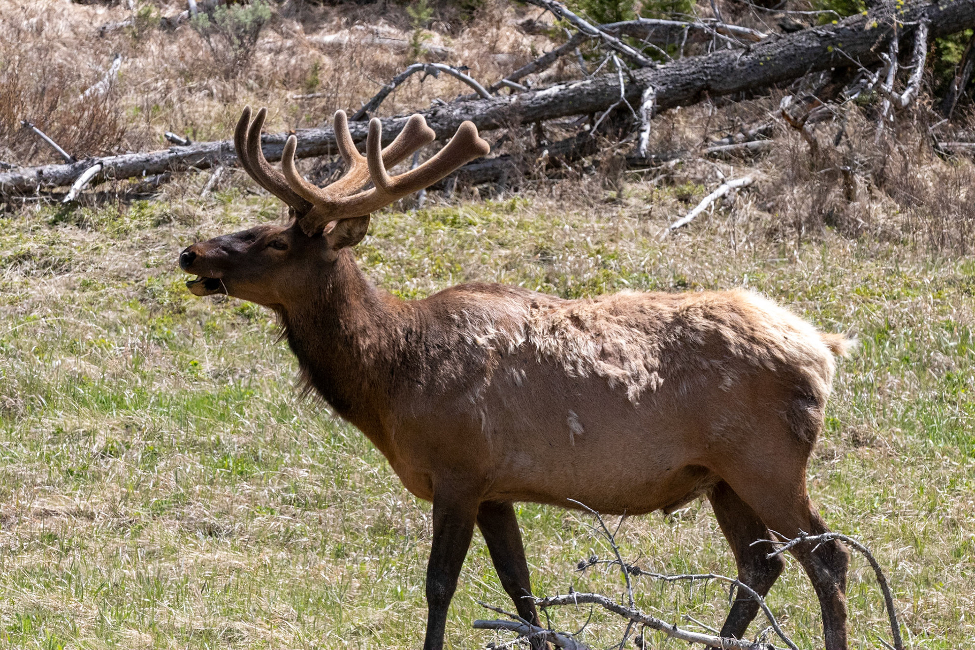 Elk with velvet antlers
