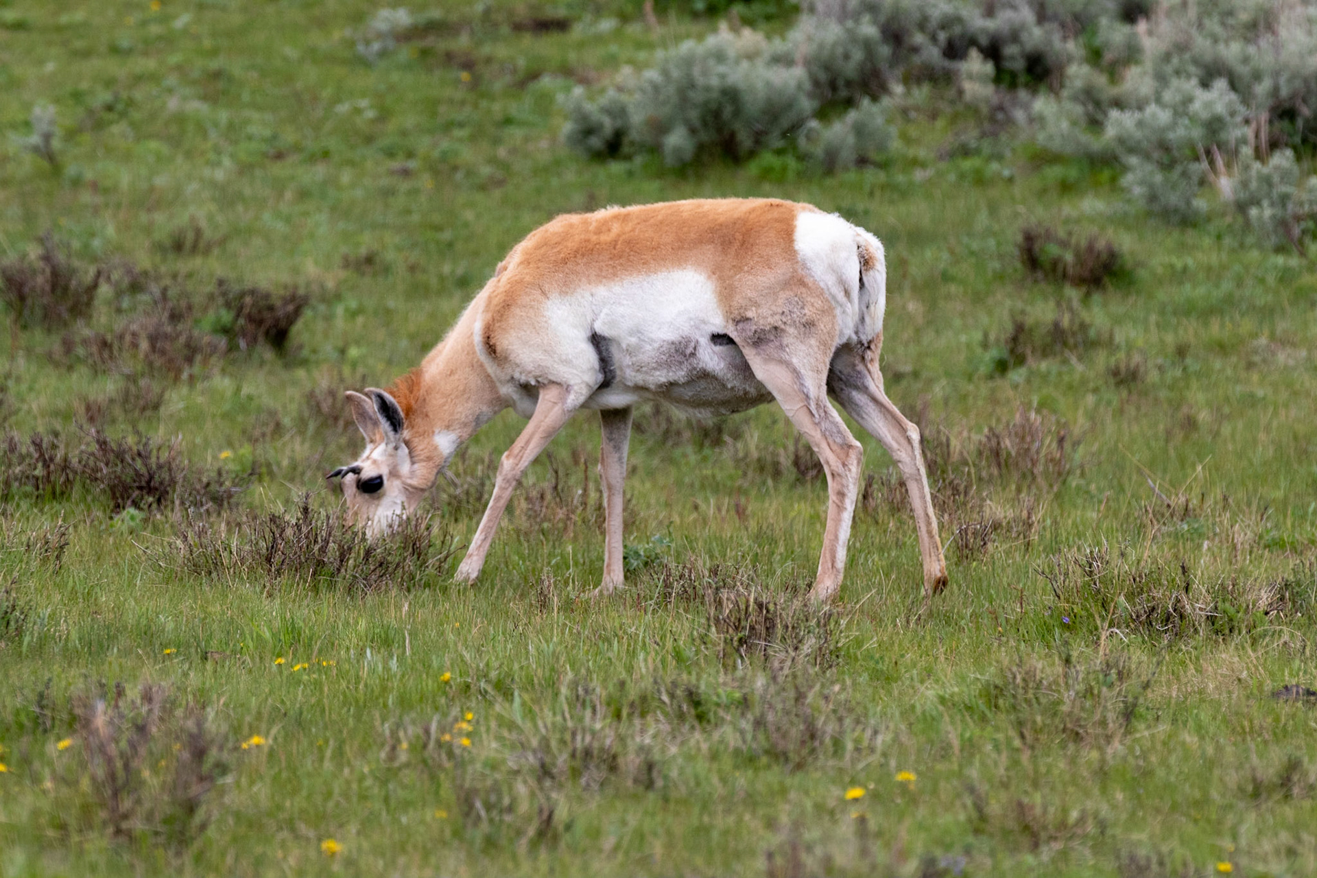 Pronghorn Deer