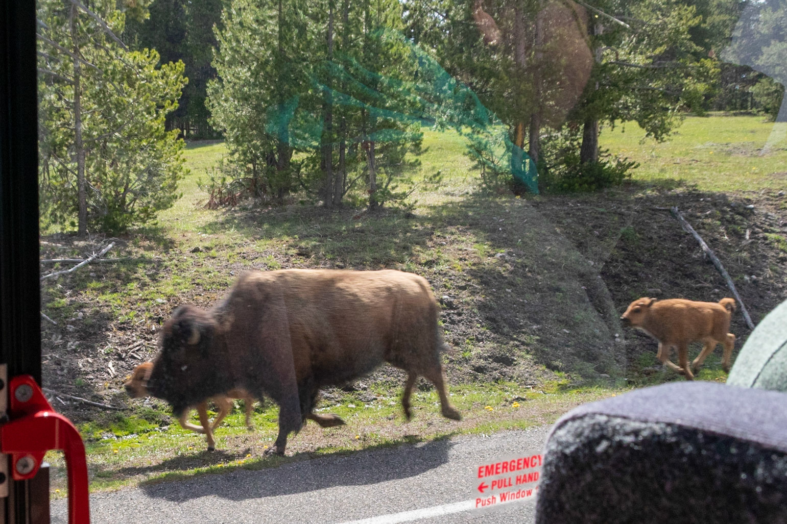 A heard of bison with red dogs running down the road headed north from Fountain Springs
