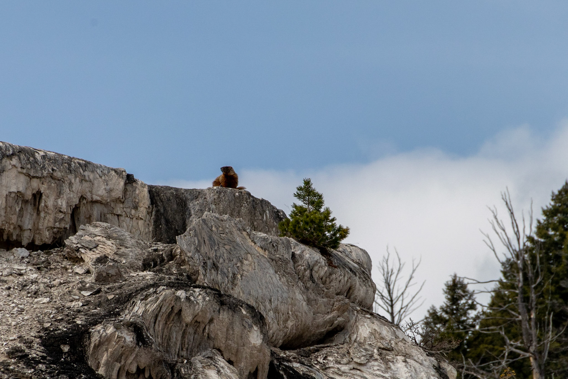 A Marmot perched on the Cleopatra Terrace