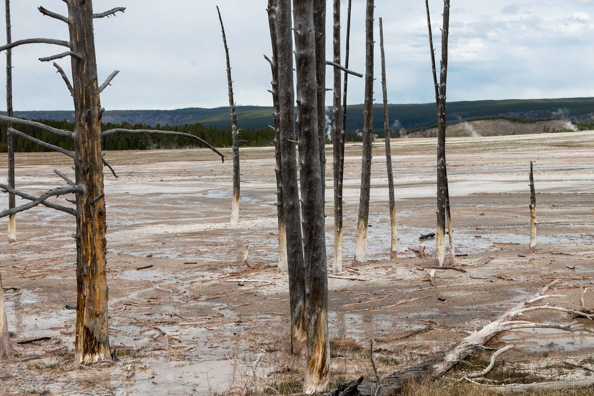 Trees absorbing the silica from the springs turn white into a semi-petrified state