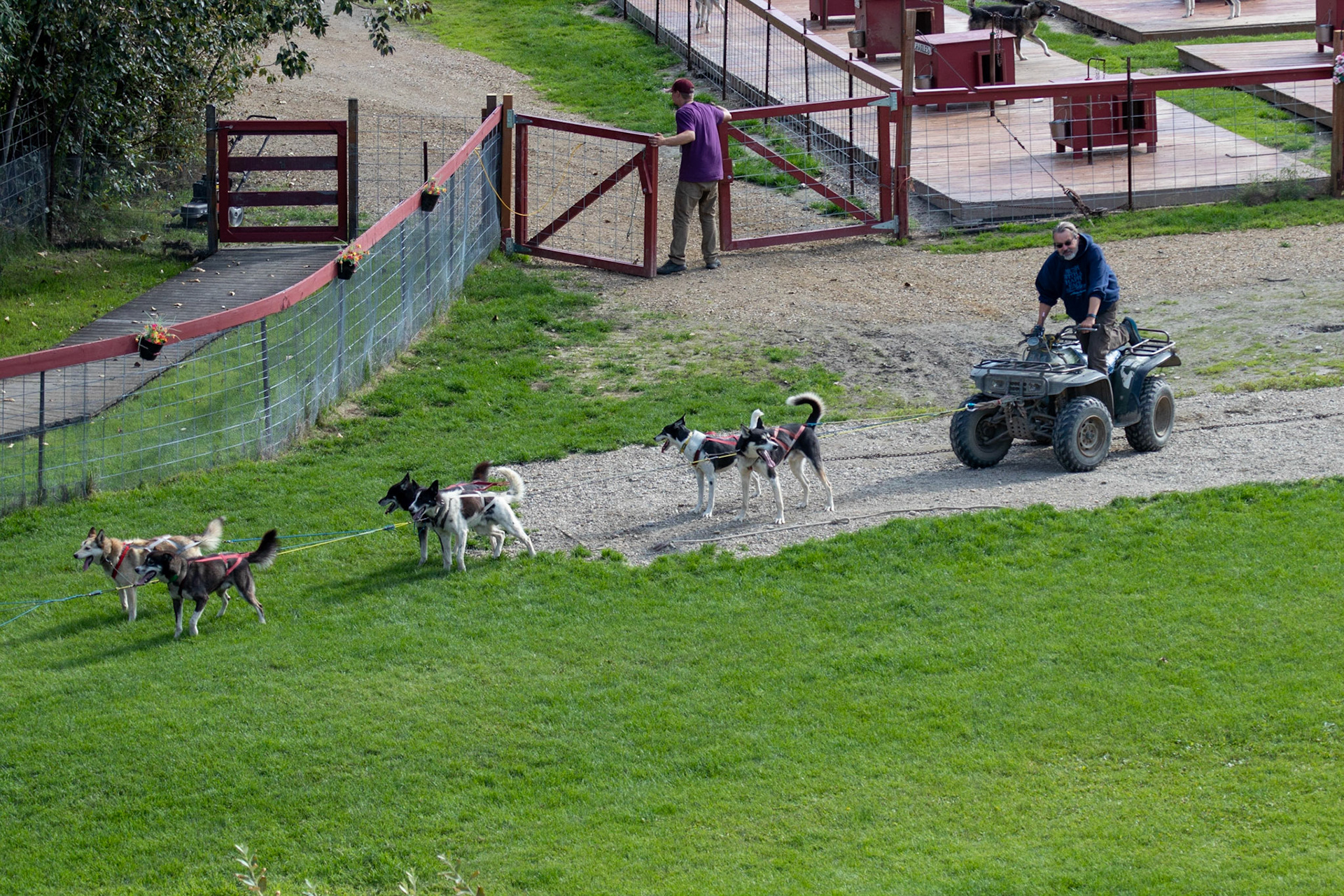 The dogs at the finish line after demonstrating pulling a non-motrized ATV shell around a practice trail loop.