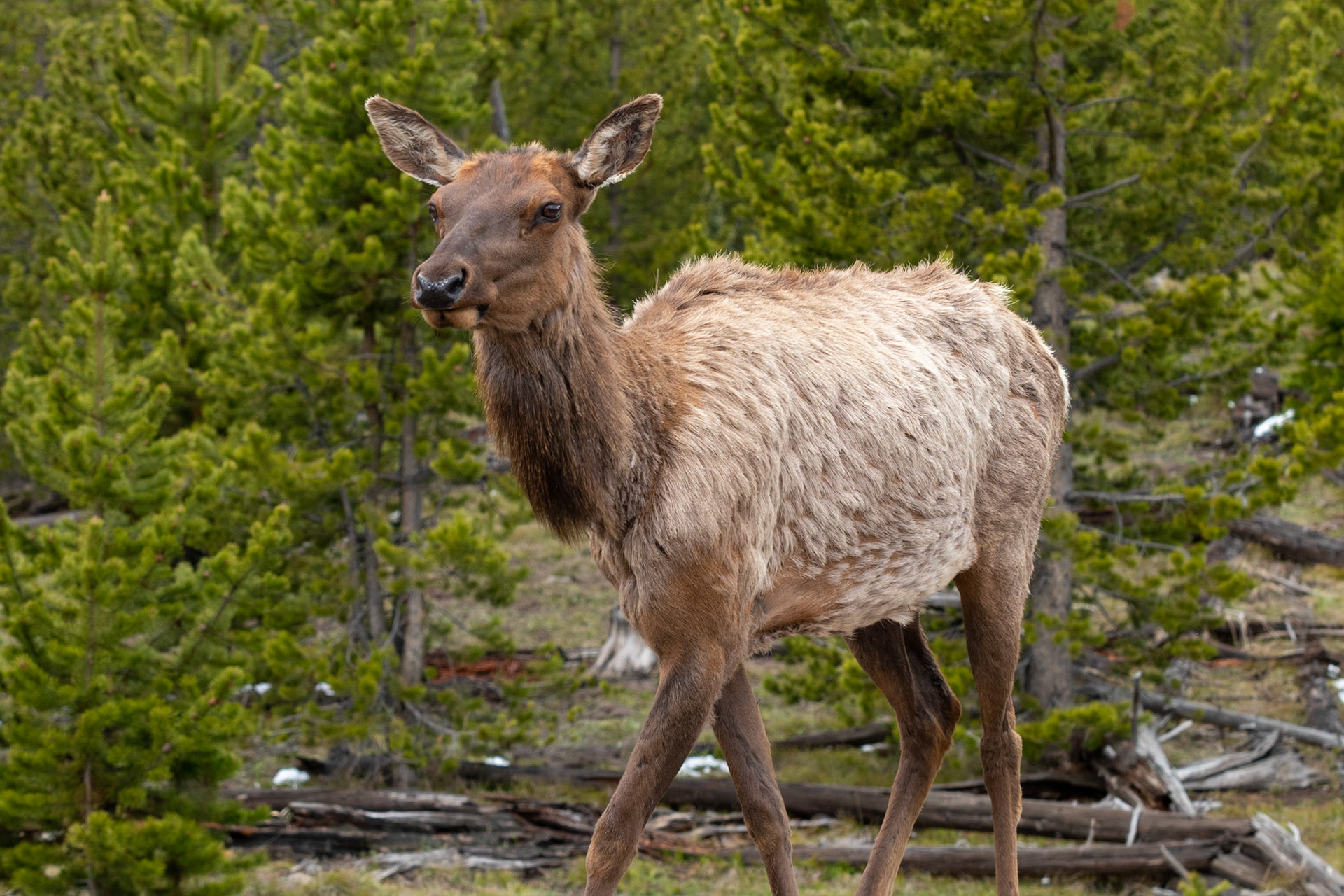 Elk: Look at me!