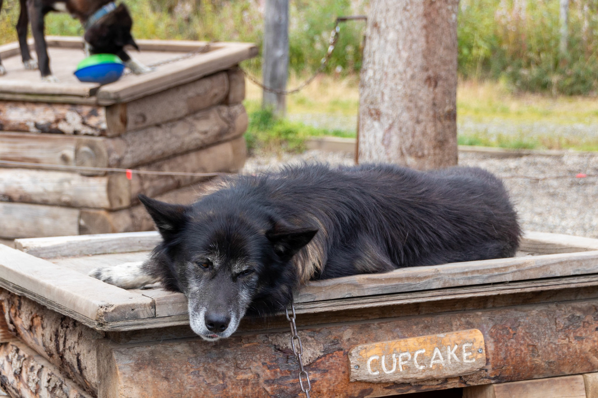One of the work dogs used by the DNP Rangers