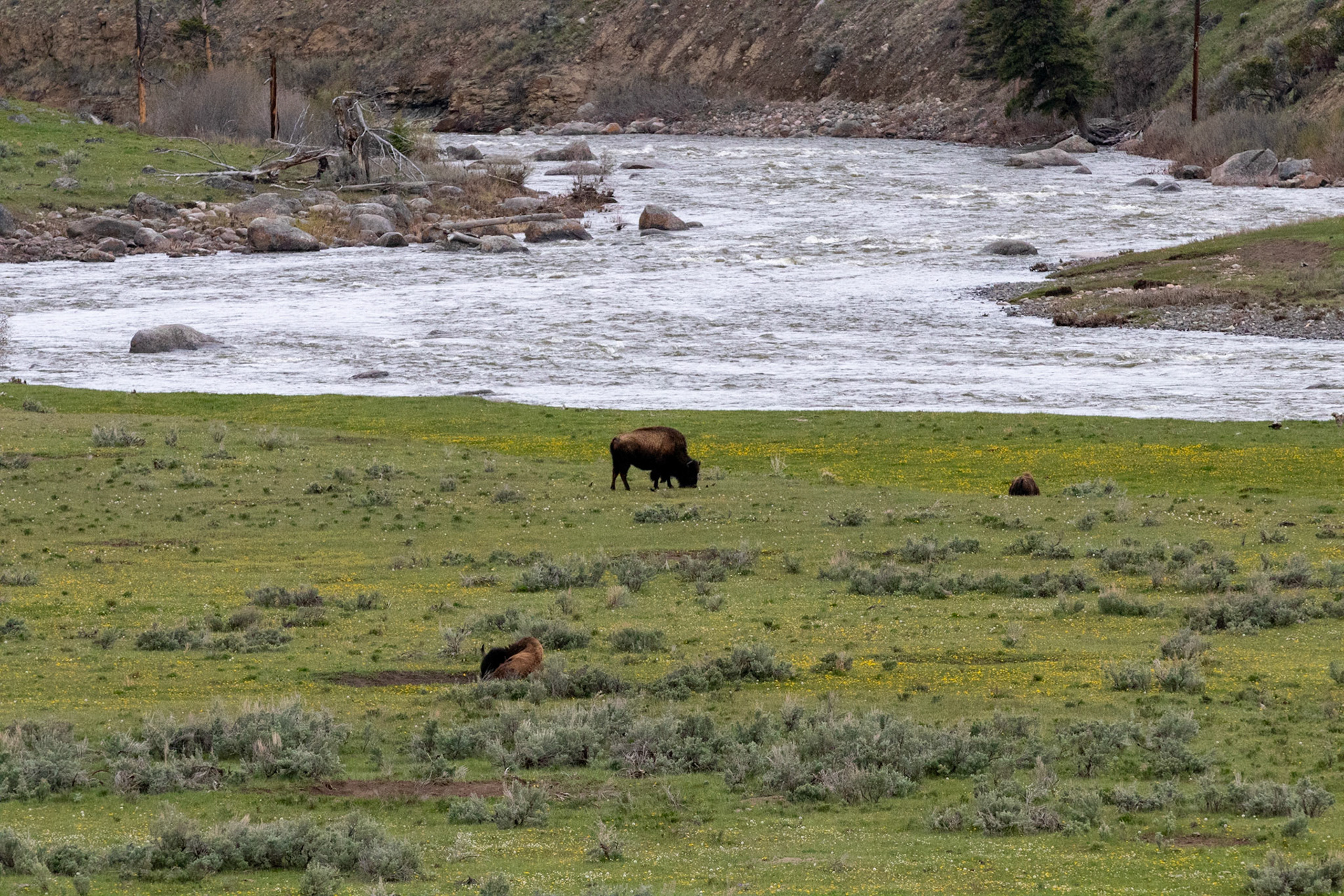 Bison!