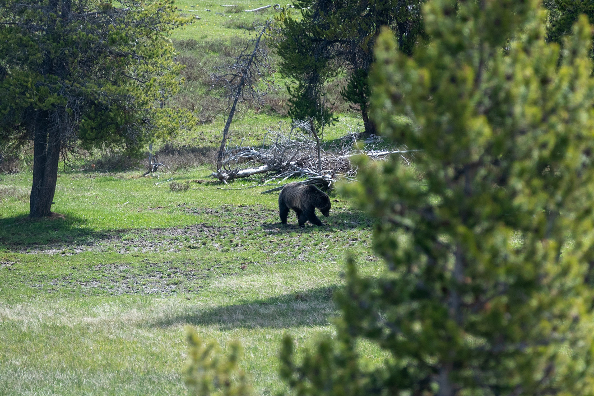 A pair of grizzly bears seen along the road heading from Maddison to Fountain Paintpots