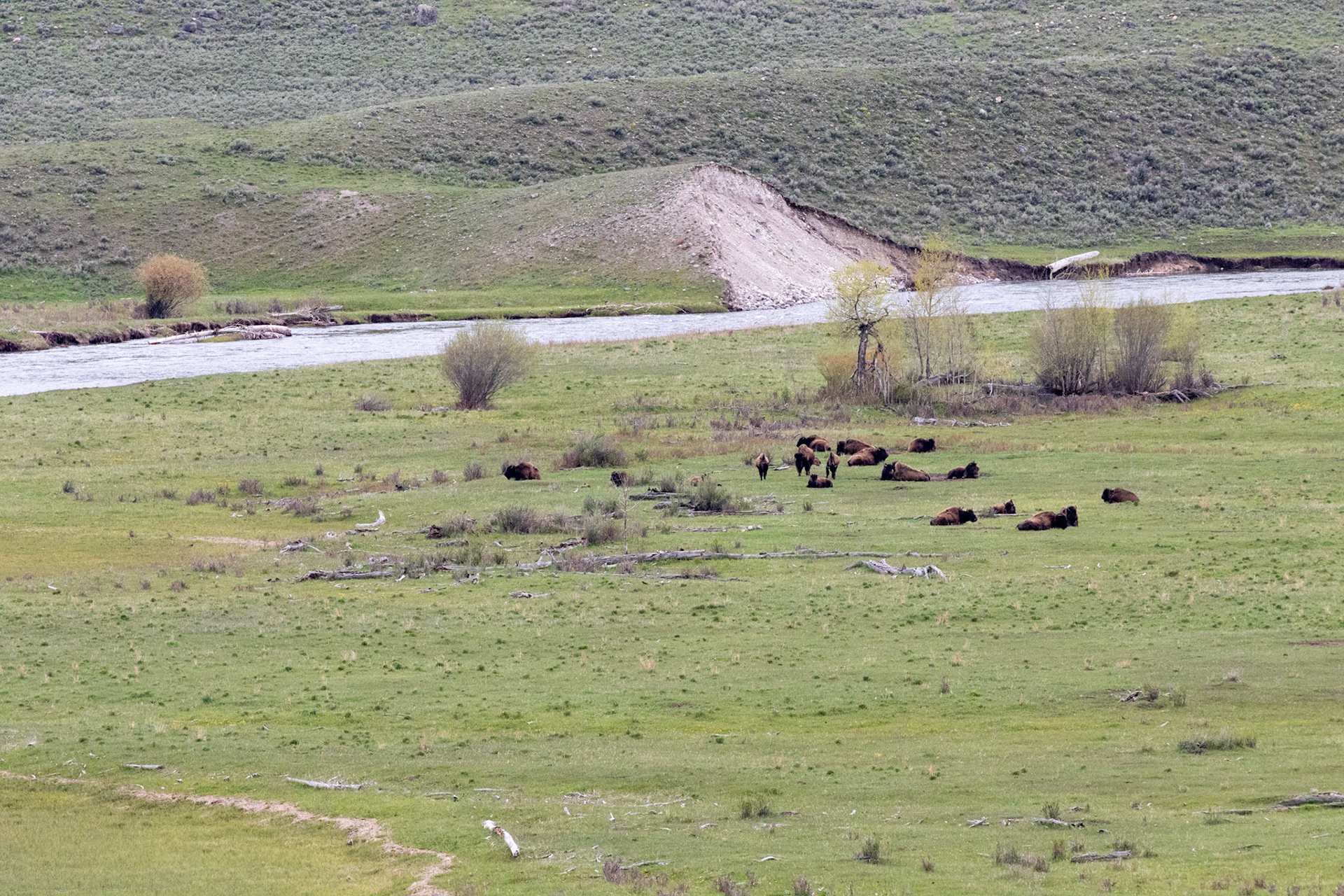 Bison with last year's calves