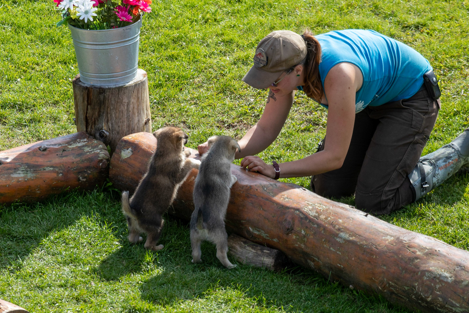 Some puppies from the Trail Breaker Kennels being traing to conquer challenges and bond with their human