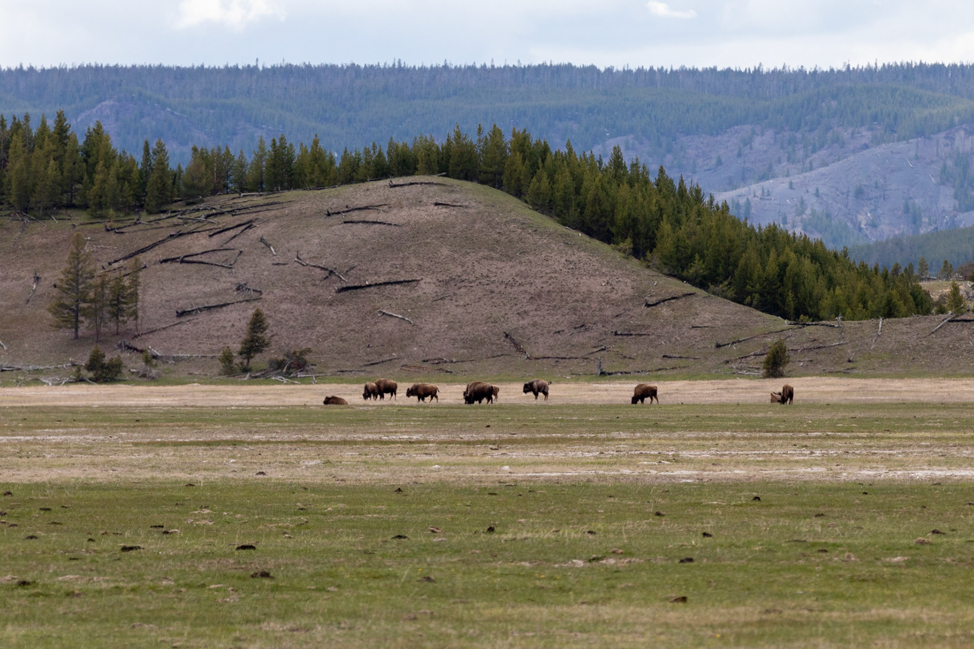 More BISON!