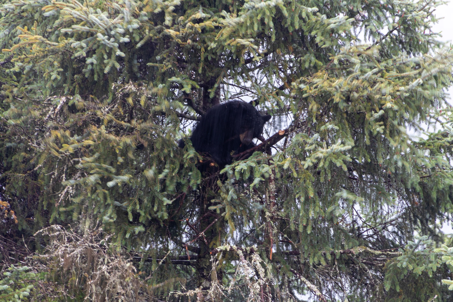 A black bear seen along the steep creek trail boardwalk at the visitor center. there is a second bear above this one which is not visible.