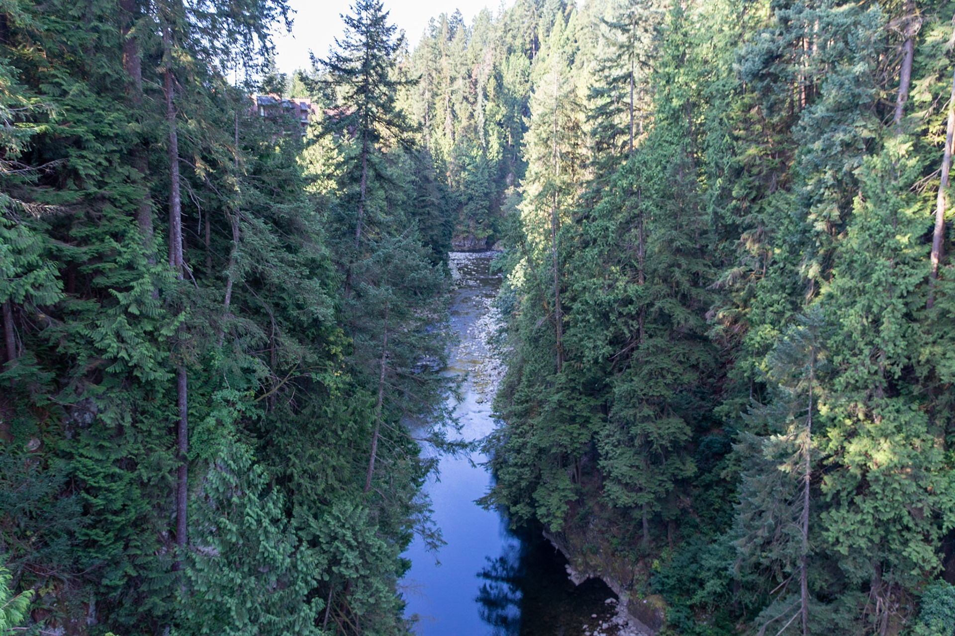 A view north up the Capilano stream from the suspension bridge