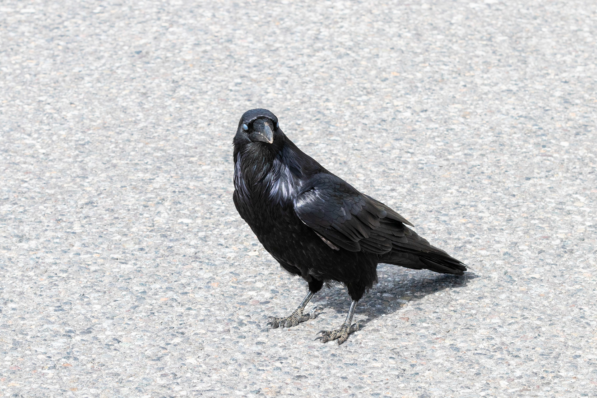 A giant common ravel