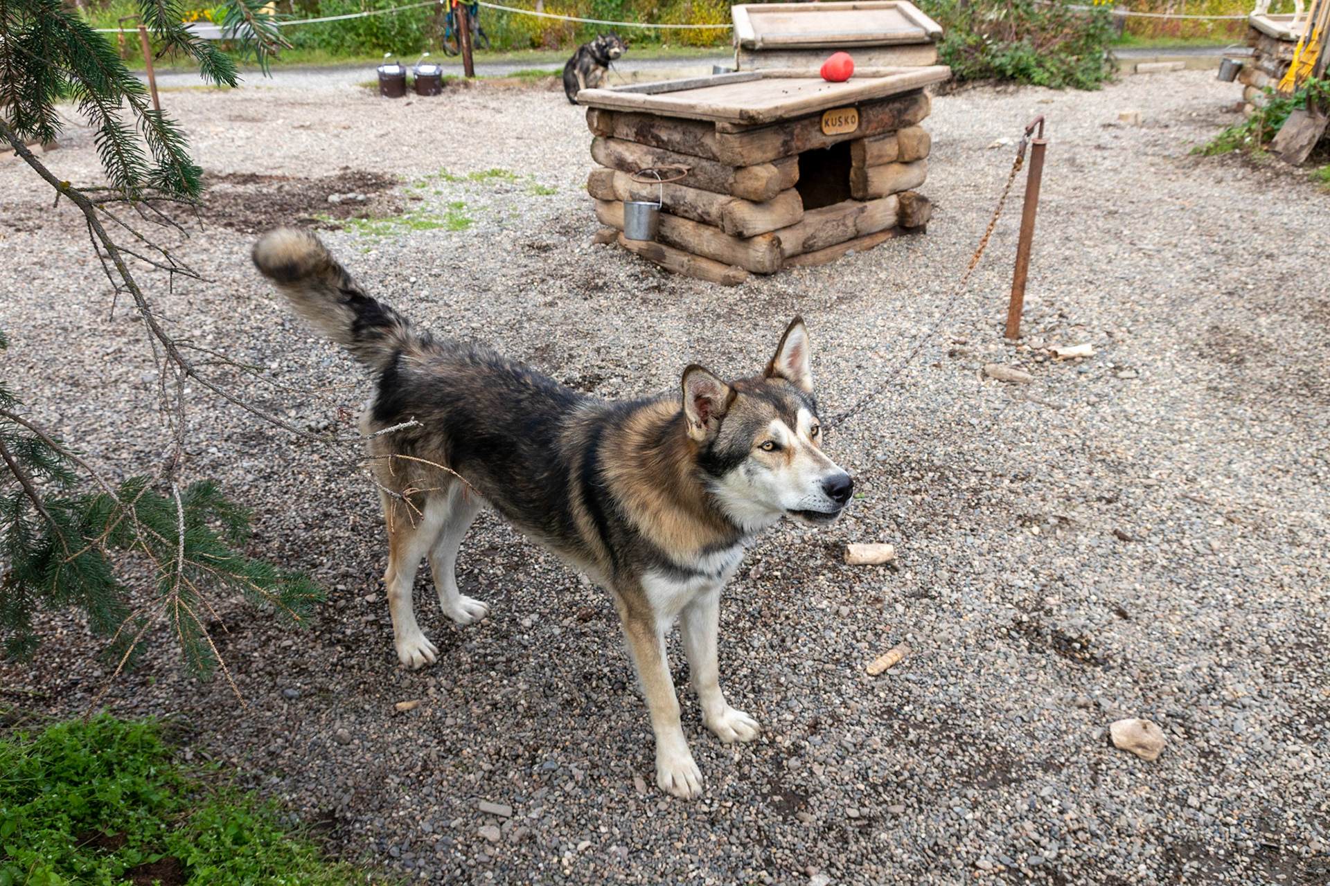 One of the work dogs used by the DNP Rangers