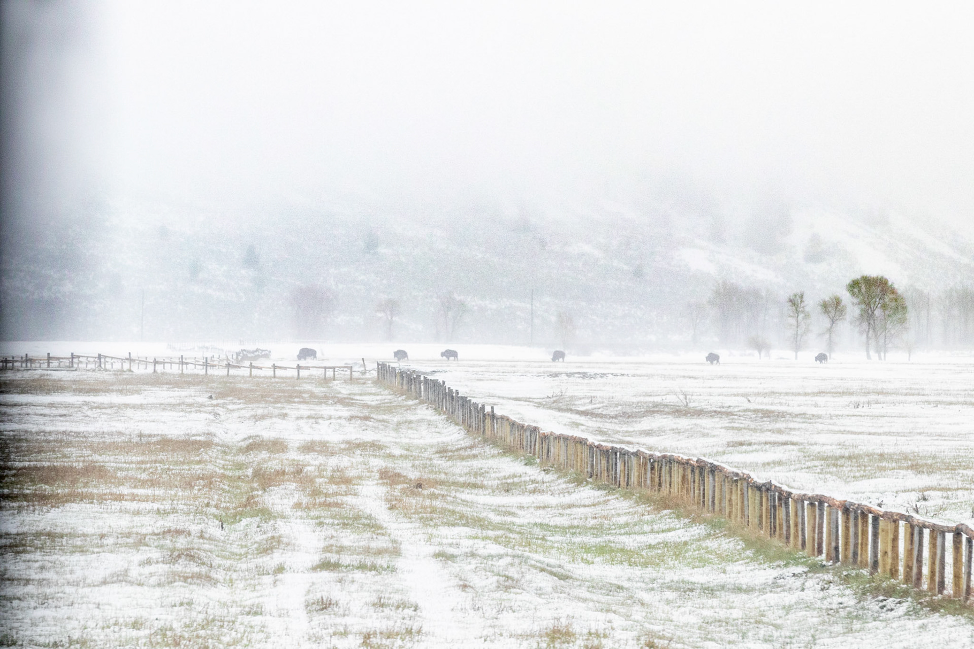 Bison on the snowy morning