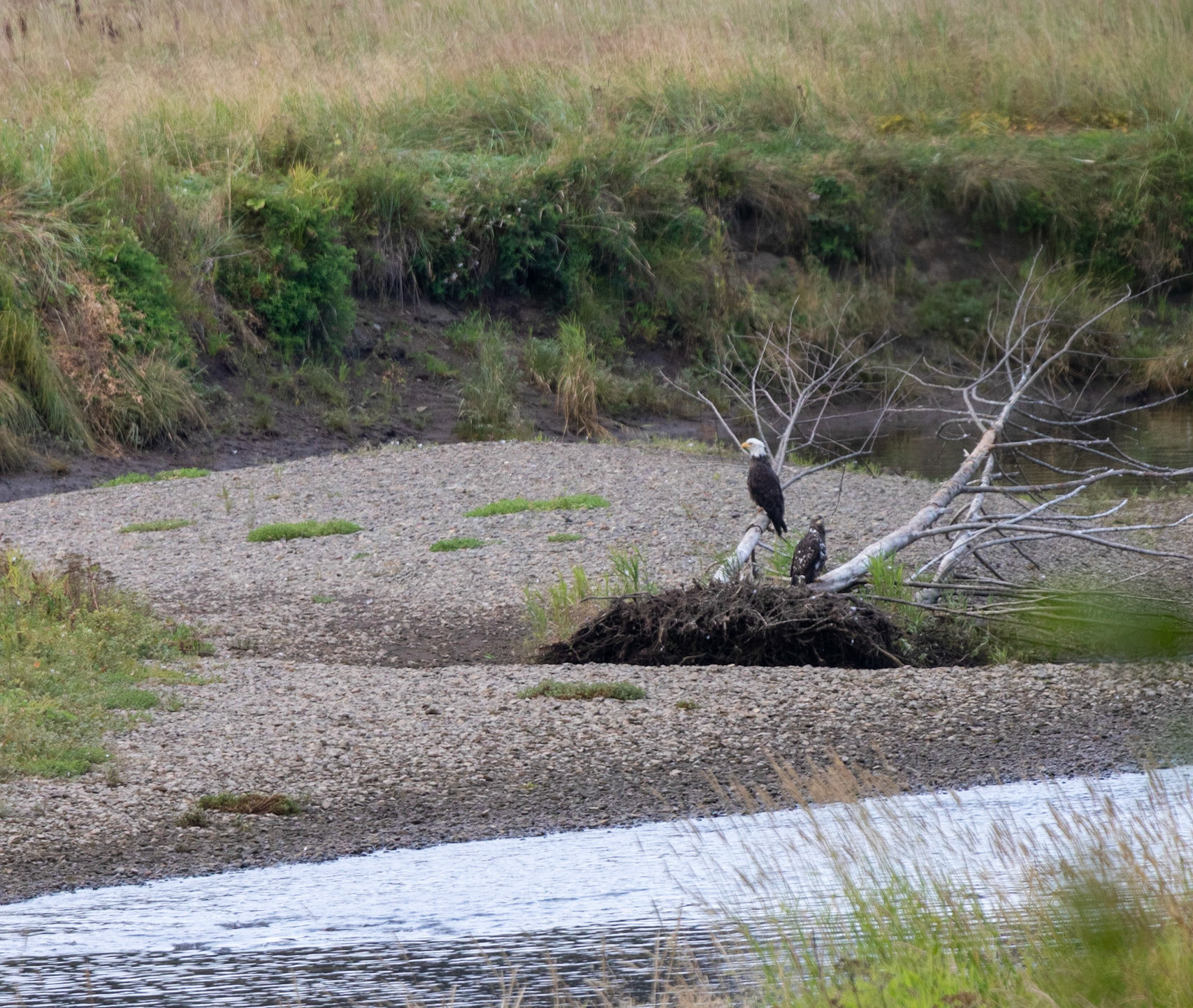 Seen on the "Bear Watch" tour we did at Icy Straight point. There are many blad eagles in Alaska.