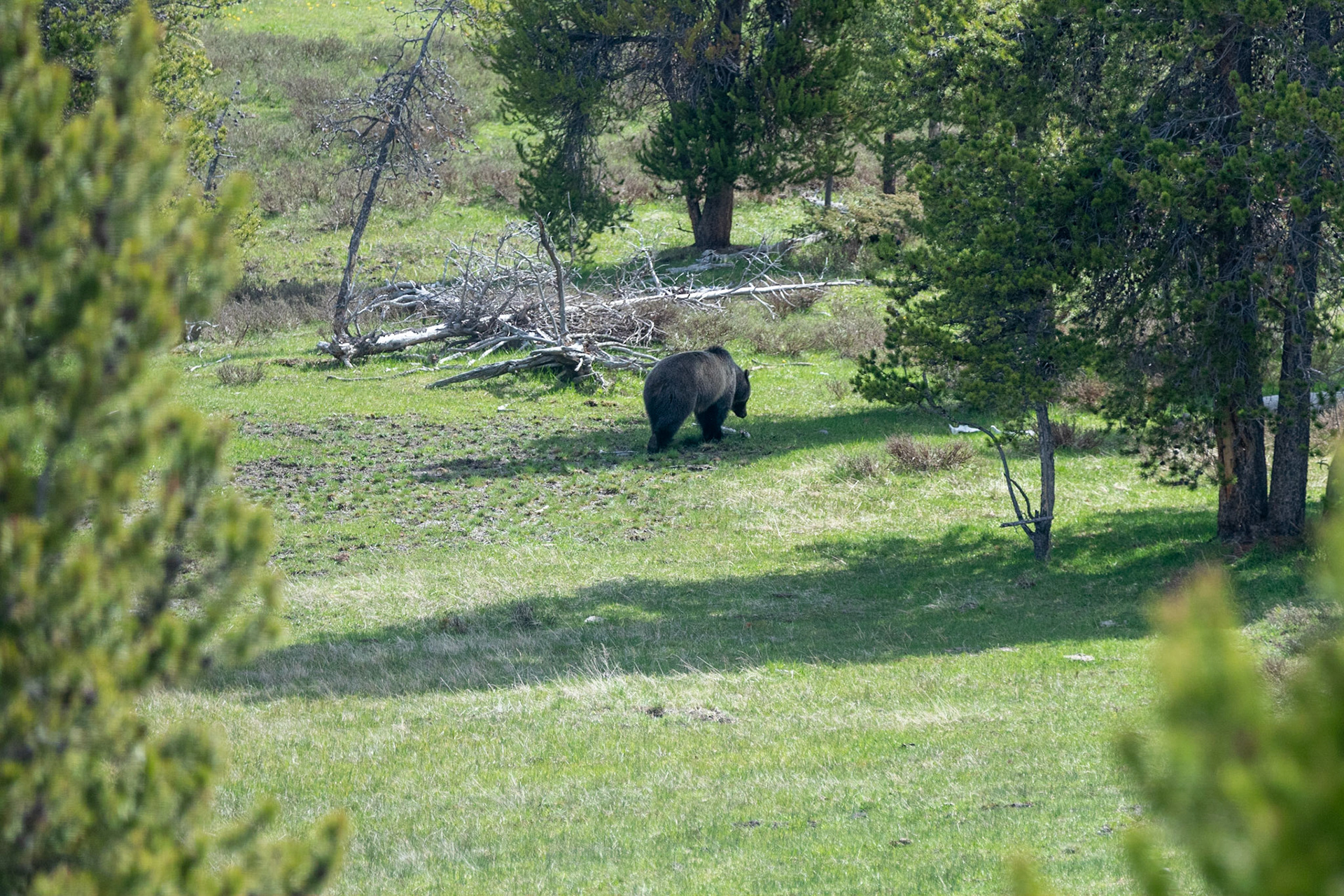 A pair of grizzly bears seen along the road heading from Maddison to Fountain Paintpots