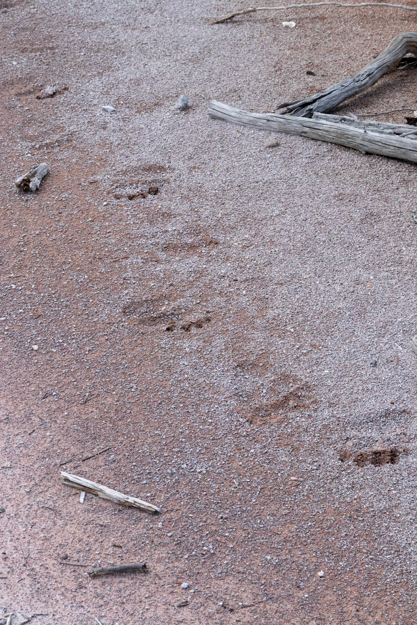 Bear tracks seen at the Artist Paintpots