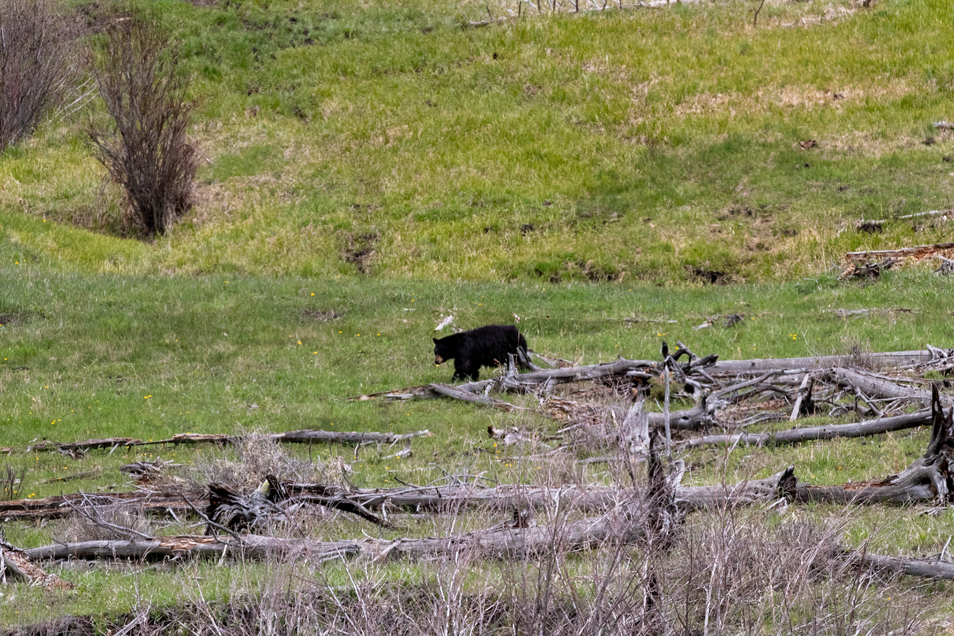 A black bear seen wandering in a valley just west of Tower/Roosevelt