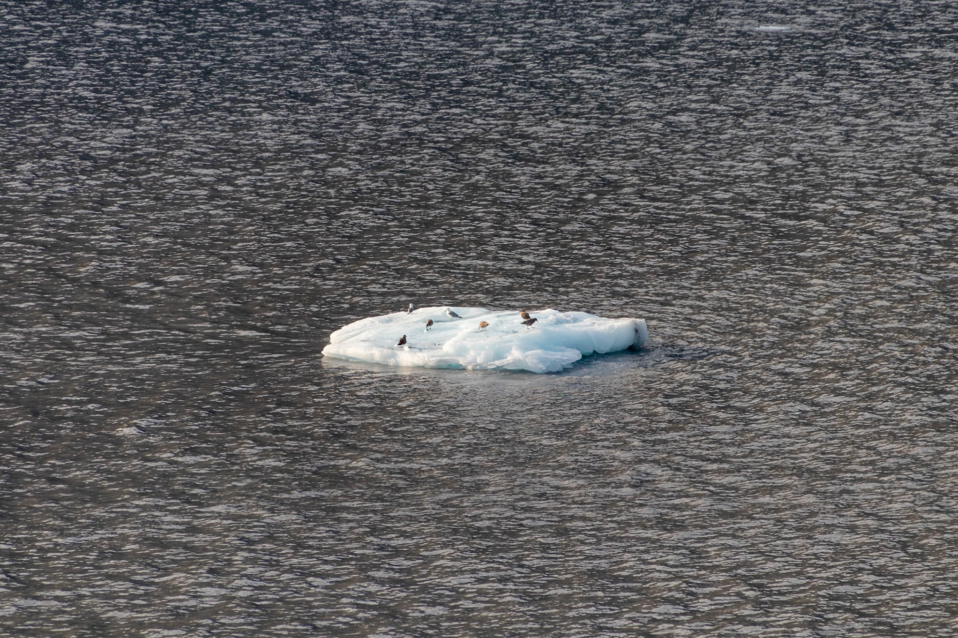 This chunk of ice floating in the water from a distance looked small, but when you notice the number of birds resting on it, you can understand how large it is.