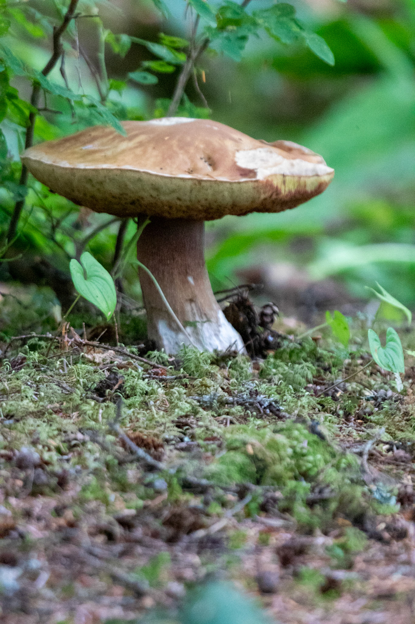 The king bolete is a popular edible mushroom, also known
as porcini, cep, steinpilz, and other names.  These giant mushrooms were seen throught the forest as we looked out for brown bear.