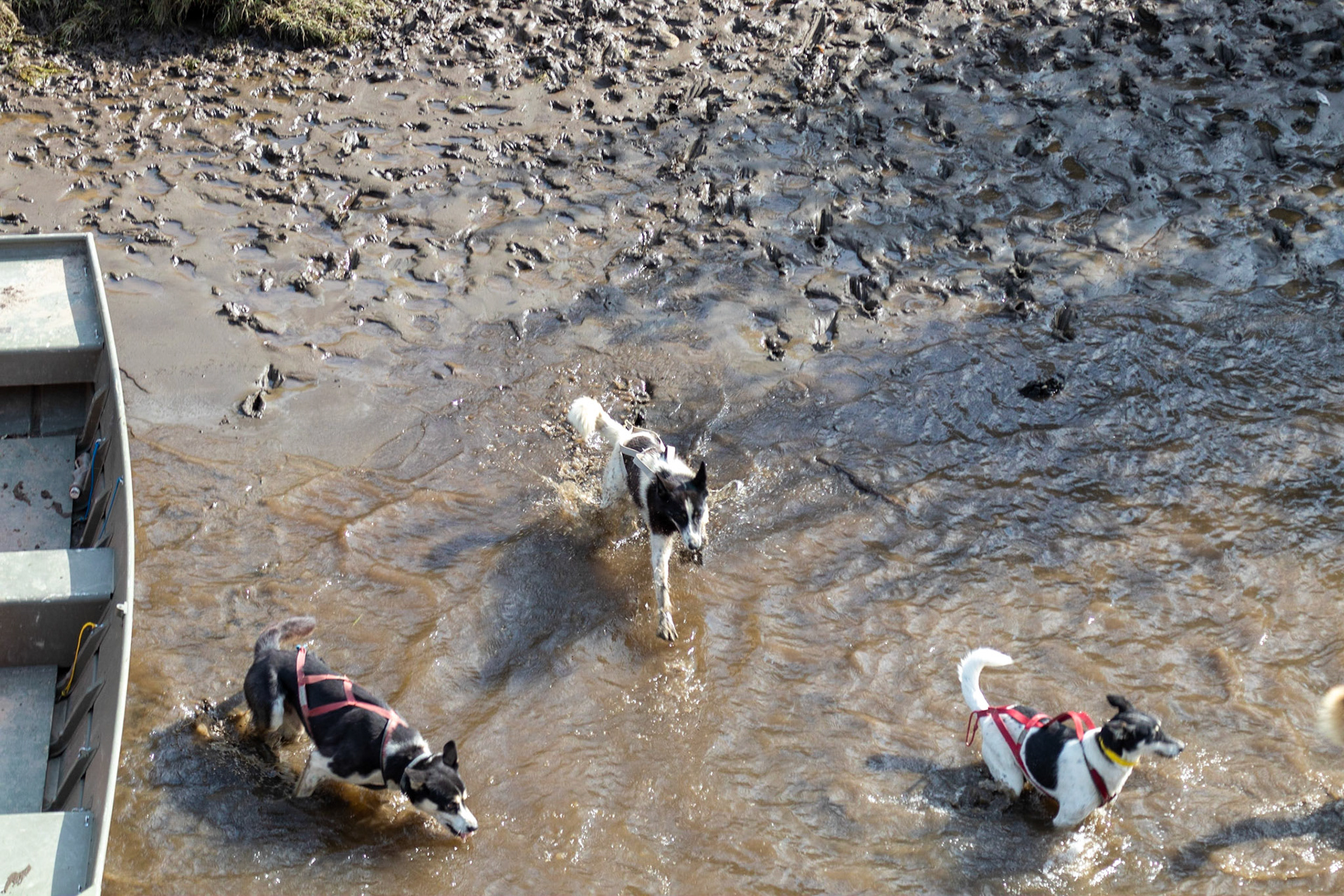 The dogs taking a cold dip in the Chena river after their demonstration run