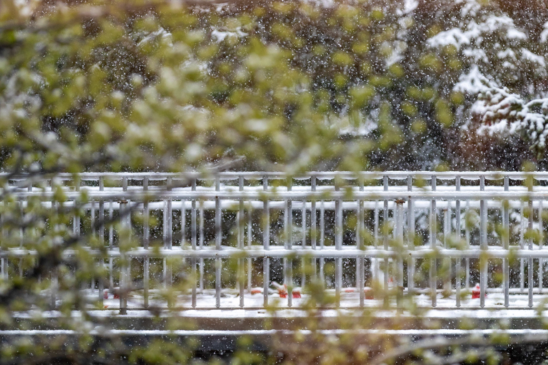 Snowy Walkway