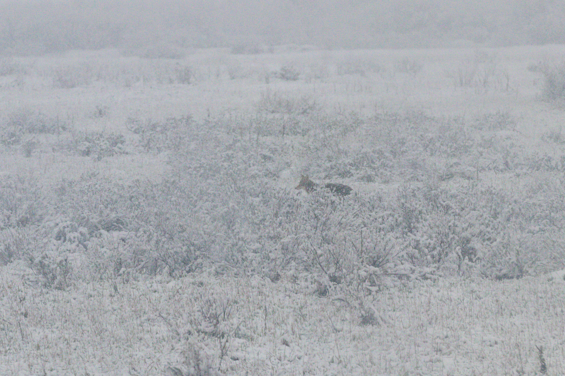 A coyote spotted near Jackson Lake Junction