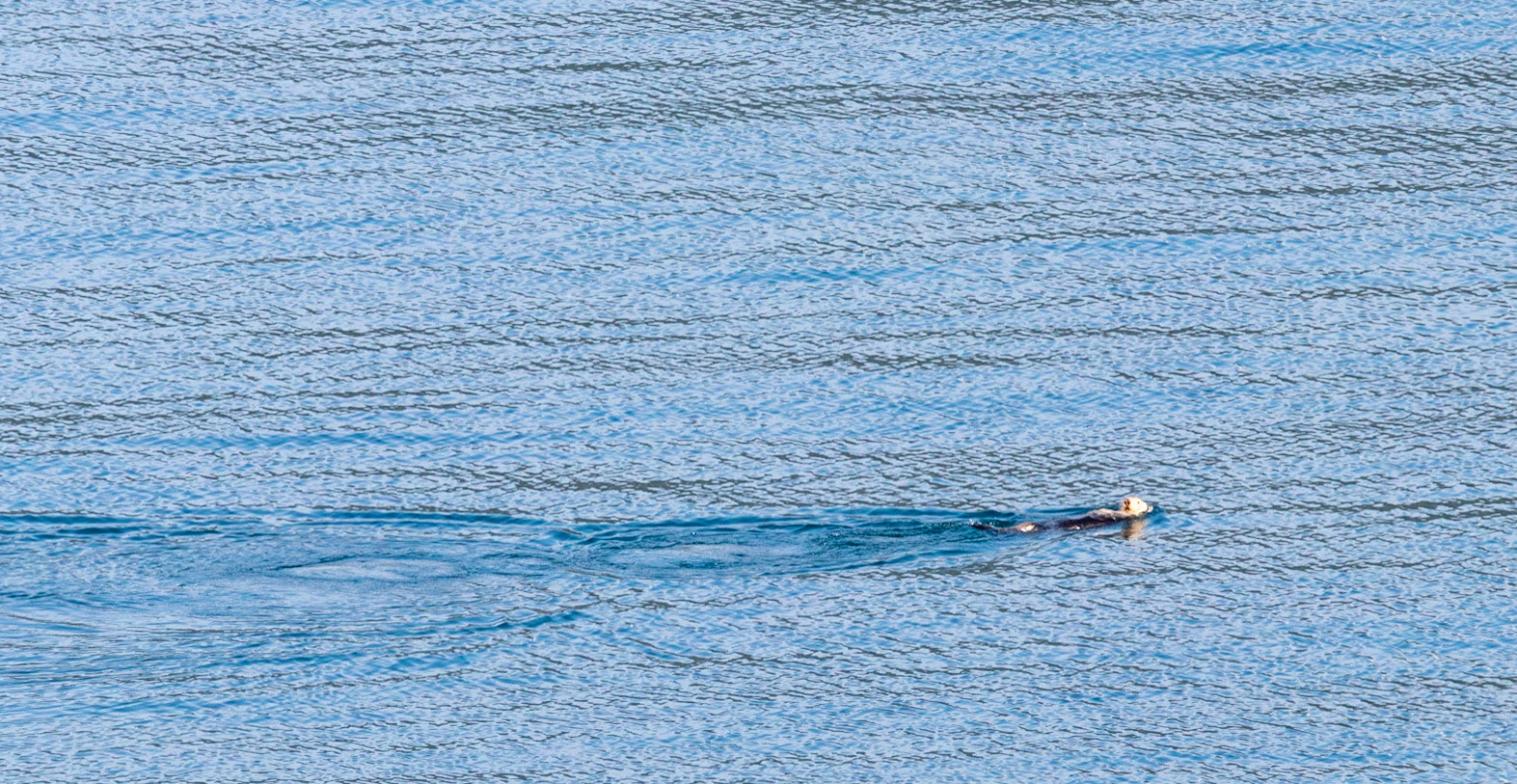Northern Sea otters being lazy. Seen crusing through College Fjord.