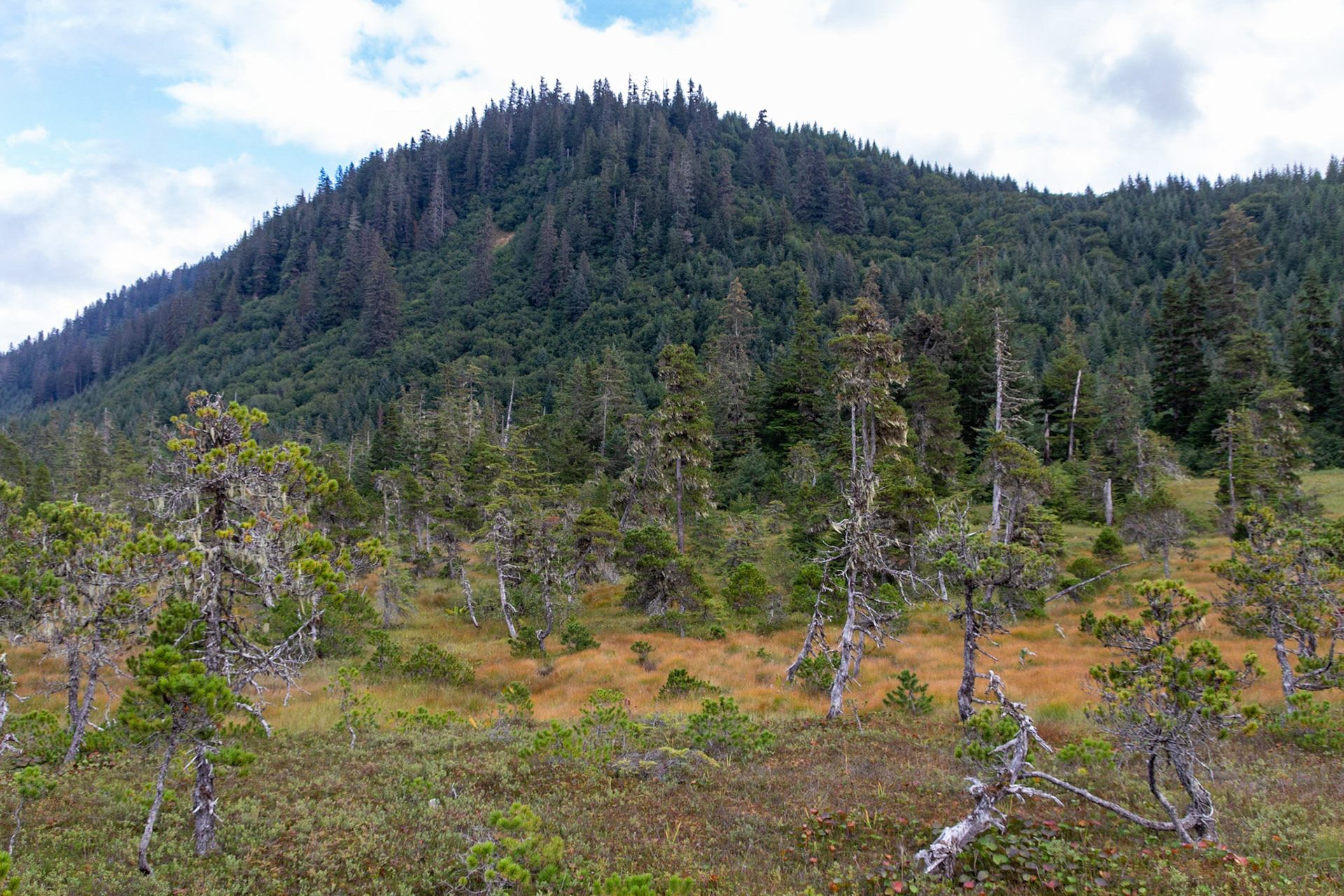 While not really a forest of lichen, all of the trees in this marshy field had abundant amounts of lichen growing on them.