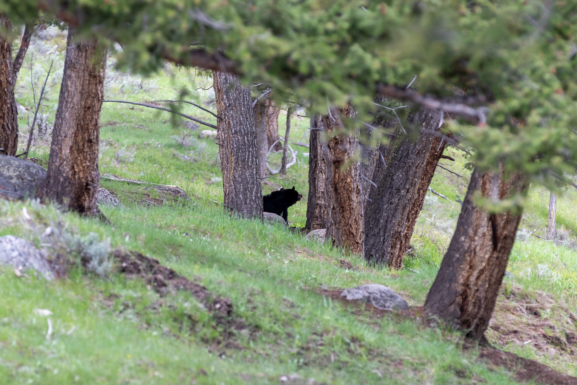 A Black Bear eating it's lunch of Elk