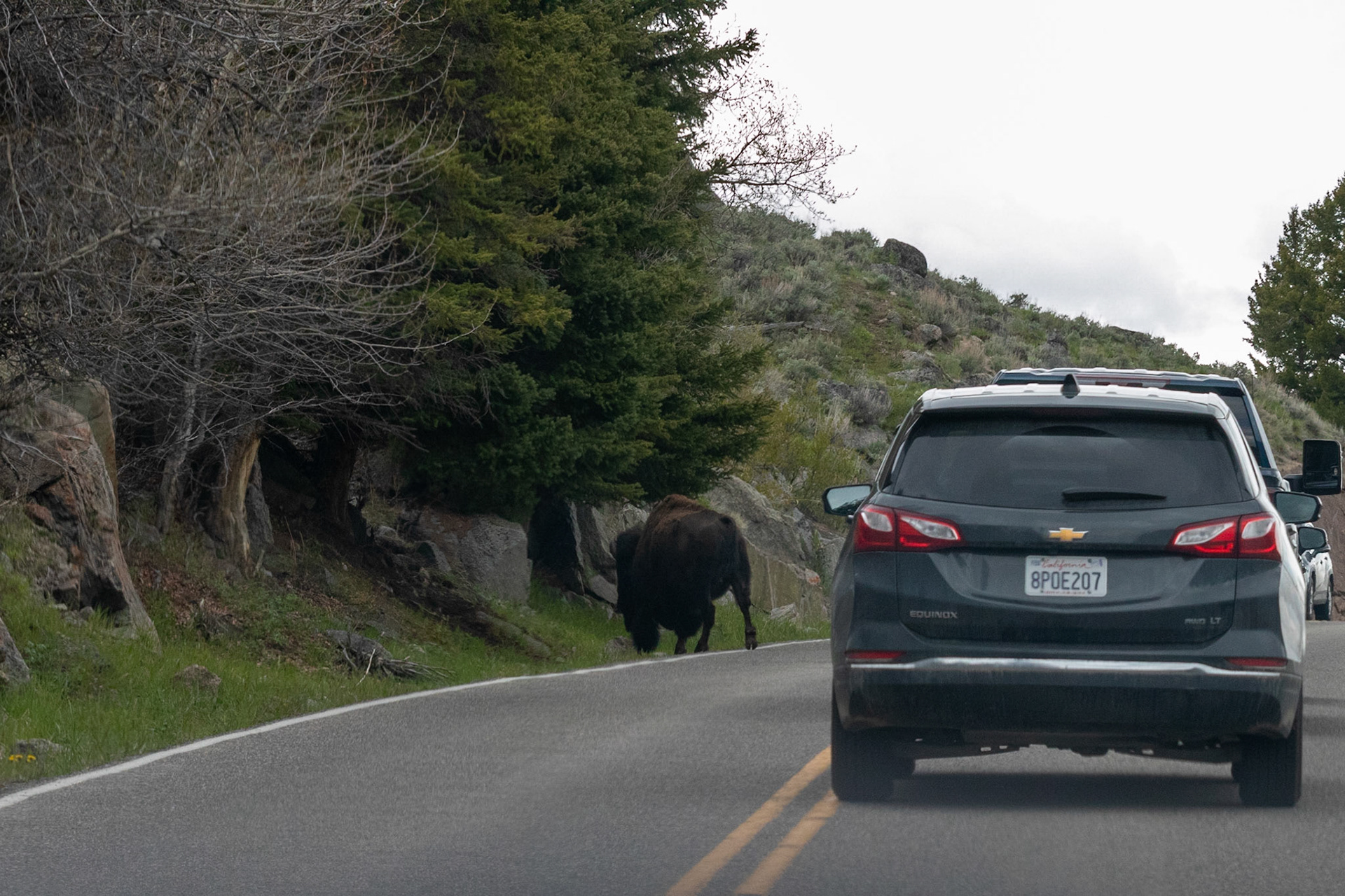 A Bison in the road holding up traffic heading up into the Lamar Valley