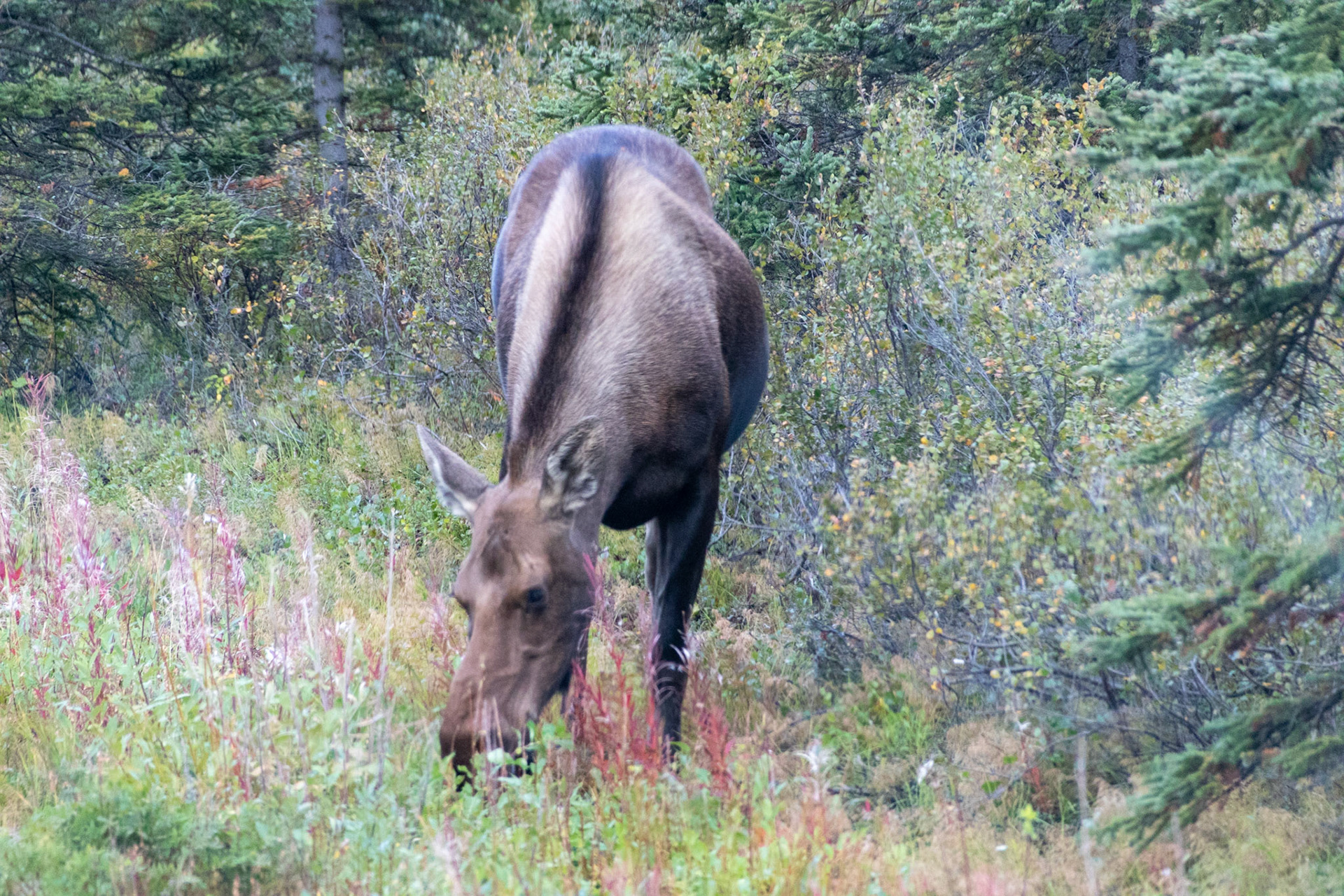 A Moose sighted on the side of the road in DNP