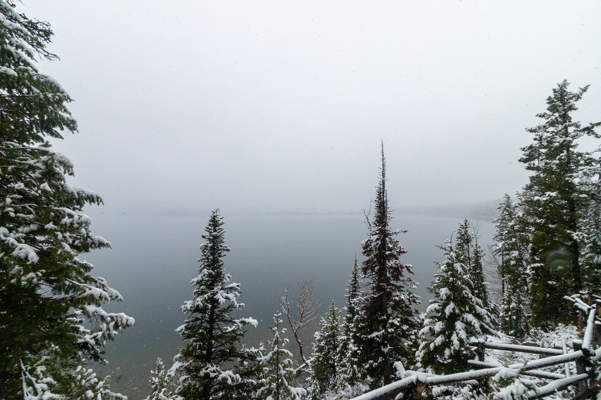 Overlooking Jenny Lake