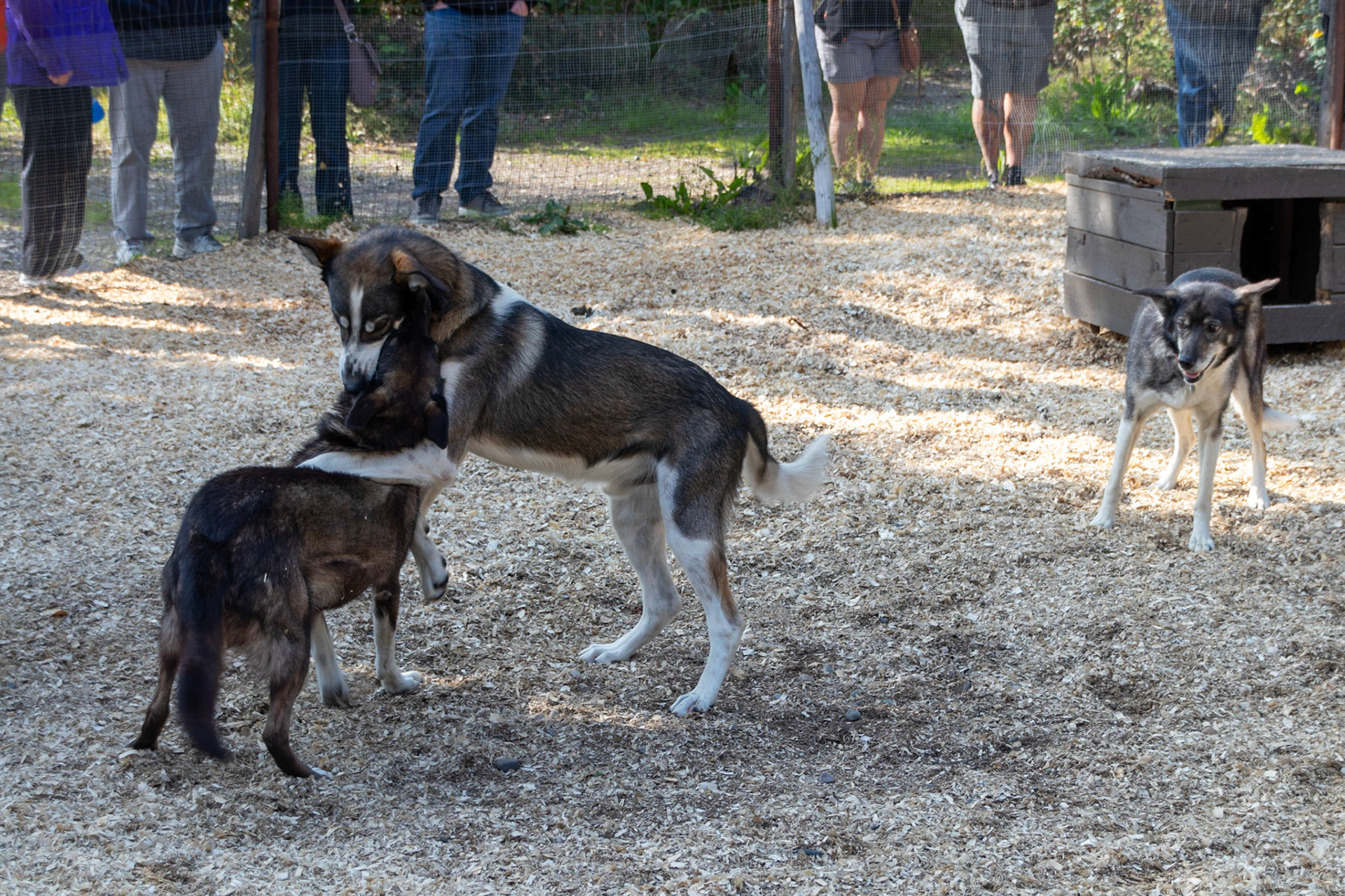 Two of the dogs from the Trail Breakers Kennels