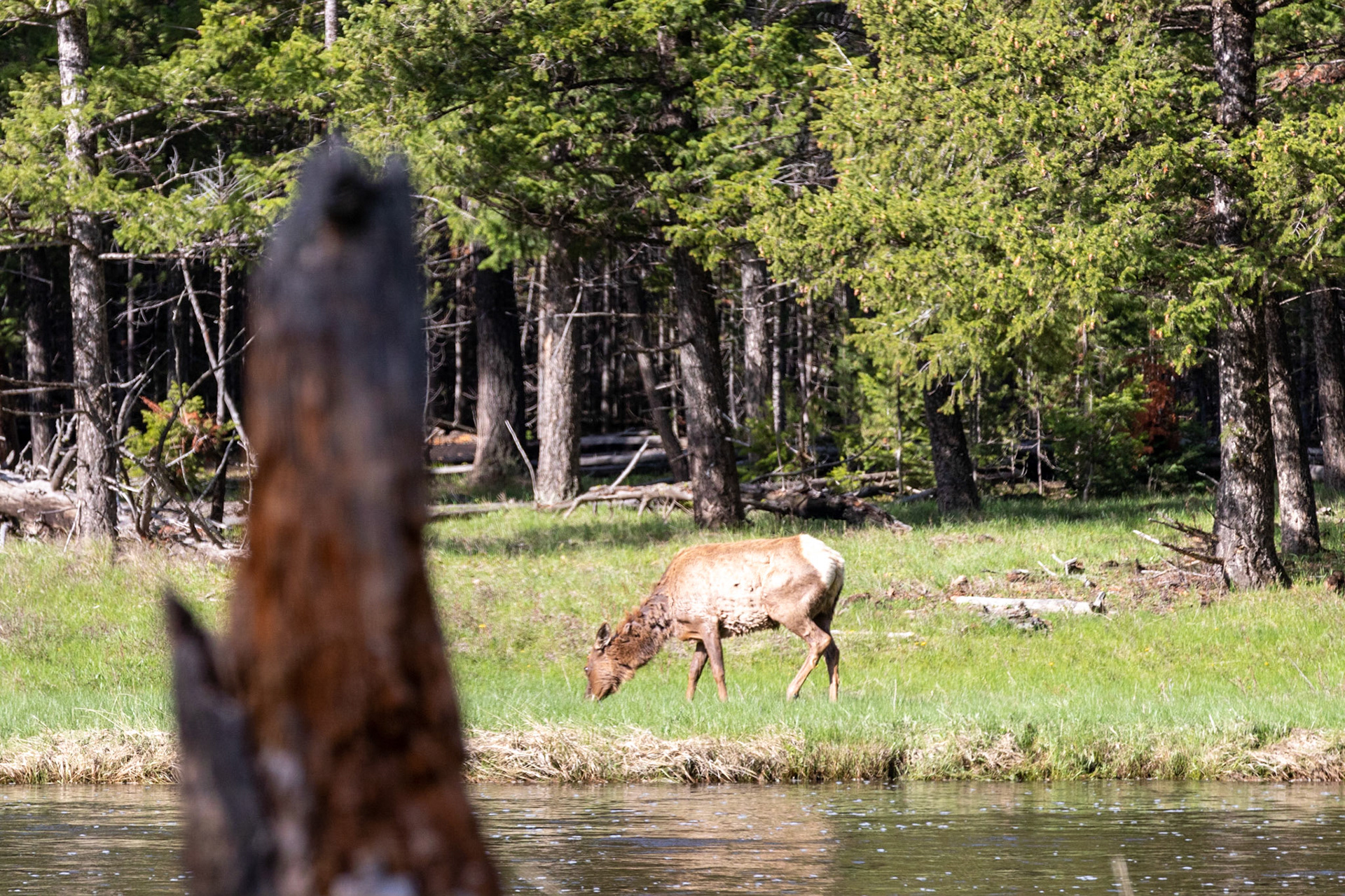 Elk