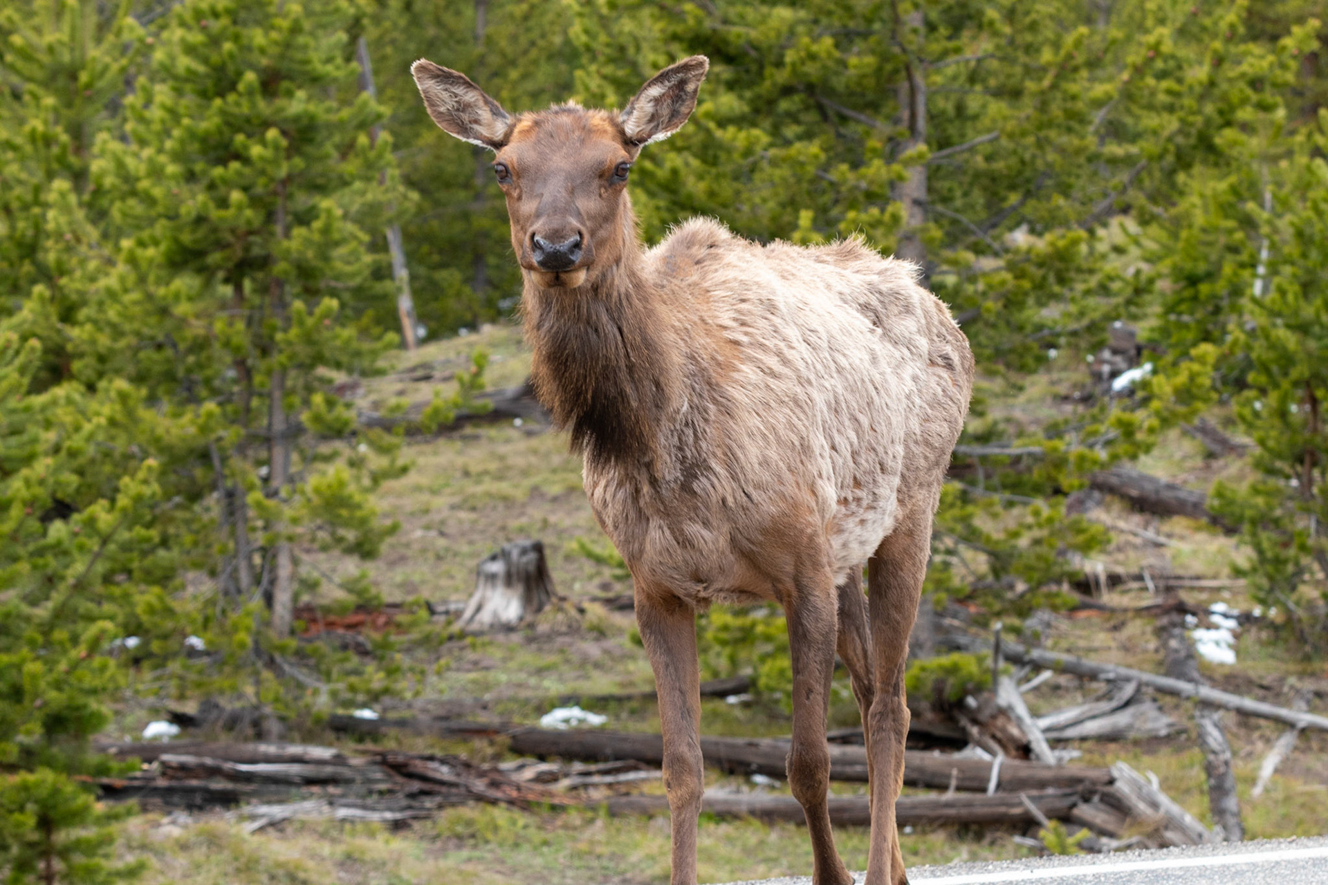Elk!