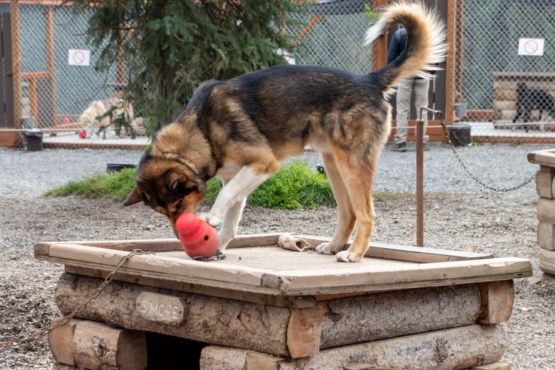 One of the work dogs used by the DNP Rangers. During the summer months they put the dog food in a toy to keep them entertained.