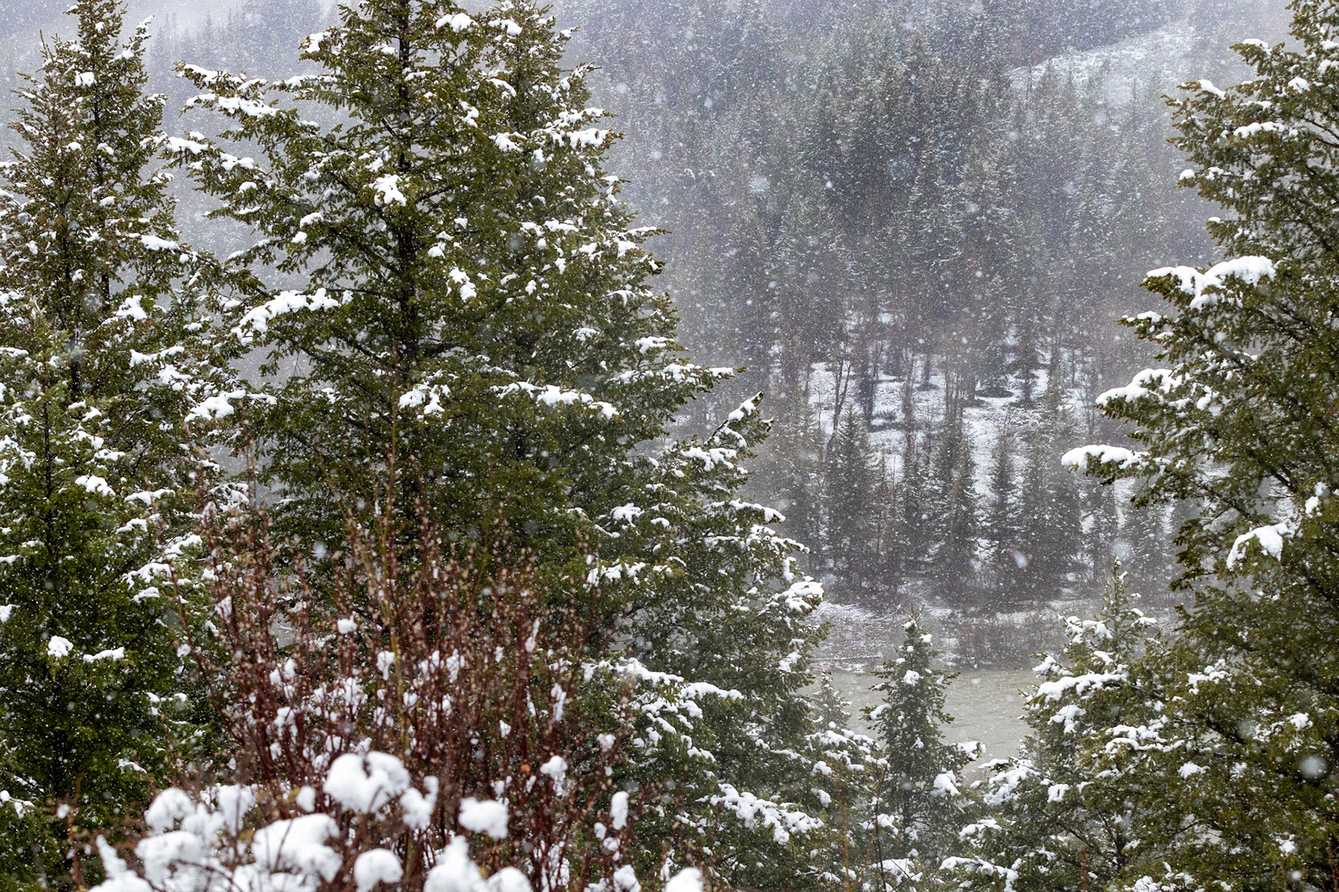 Overlooking Blacktail Ponds