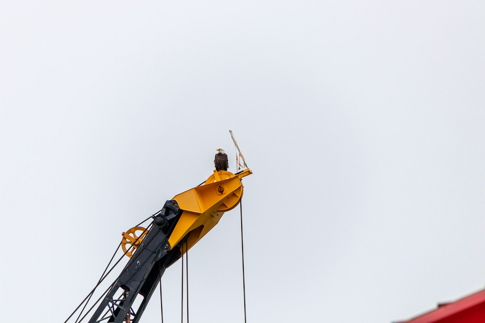 a bald Eagle seen from the DIPAC salmon hatchery