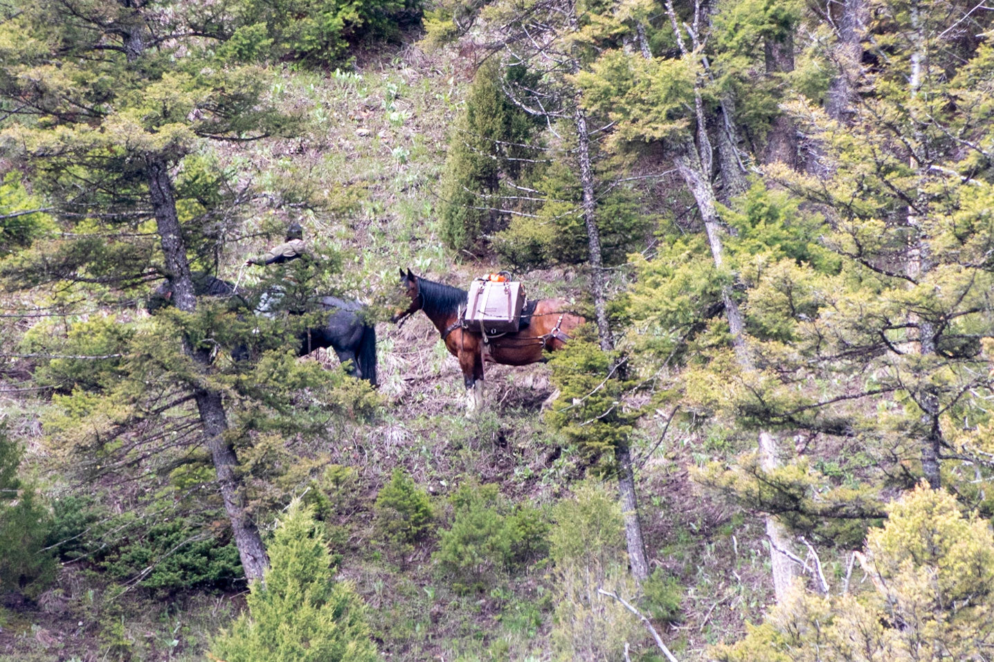 A crew who packed in their chainsaws on horseback to do tree maintenance on the hills