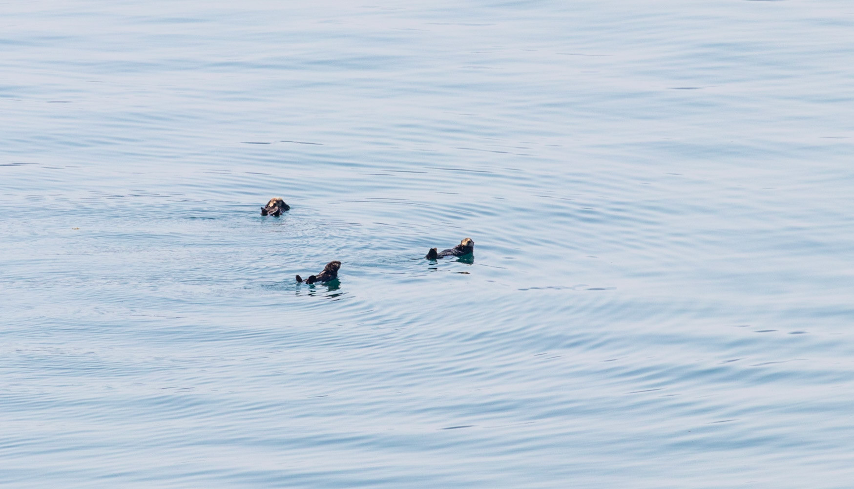 Northern Sea otters being lazy. Seen crusing through College Fjord.