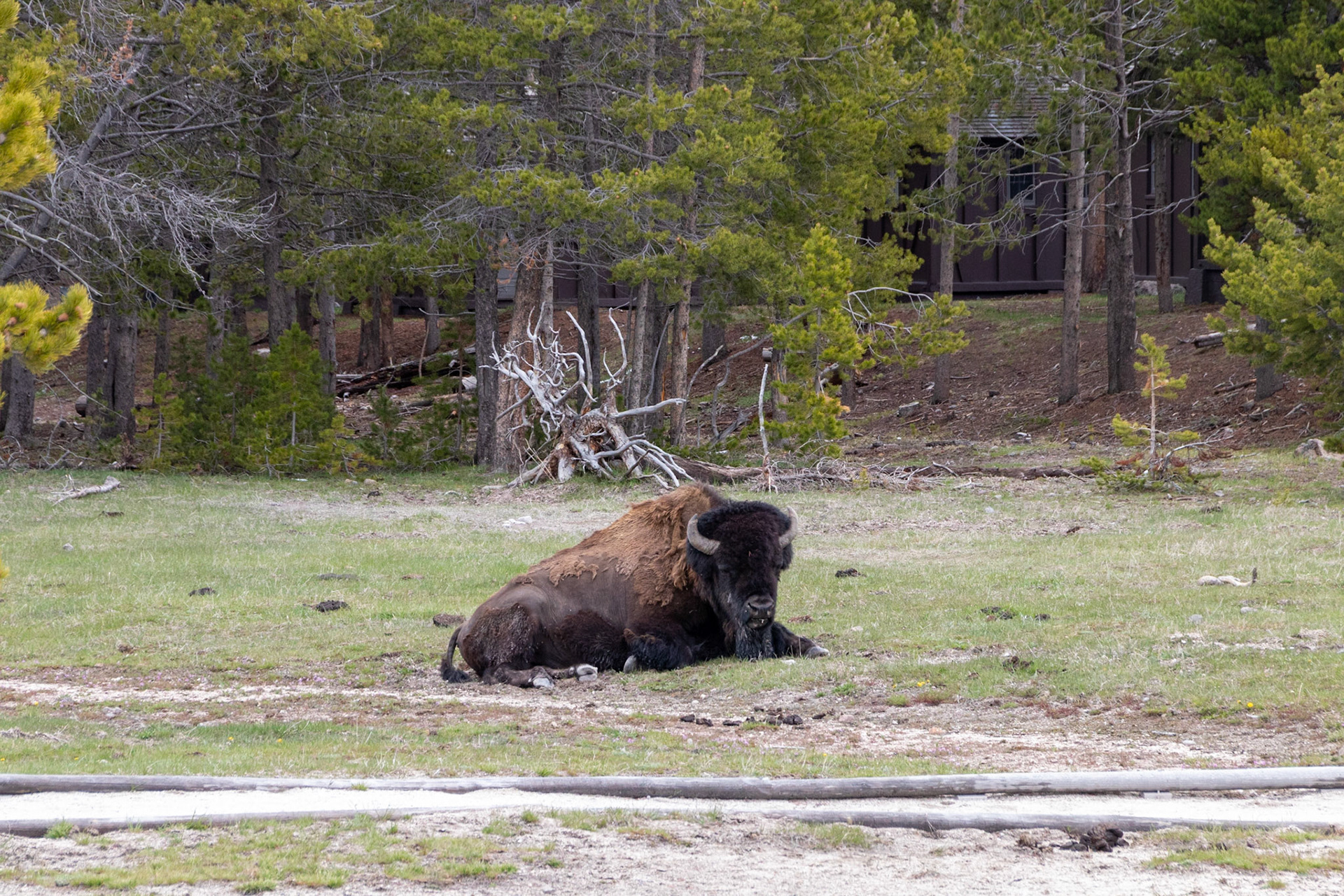 A bison relaxing just off the walkway by the Old Faithful lodge. Many idiots approached too closely for selfies.