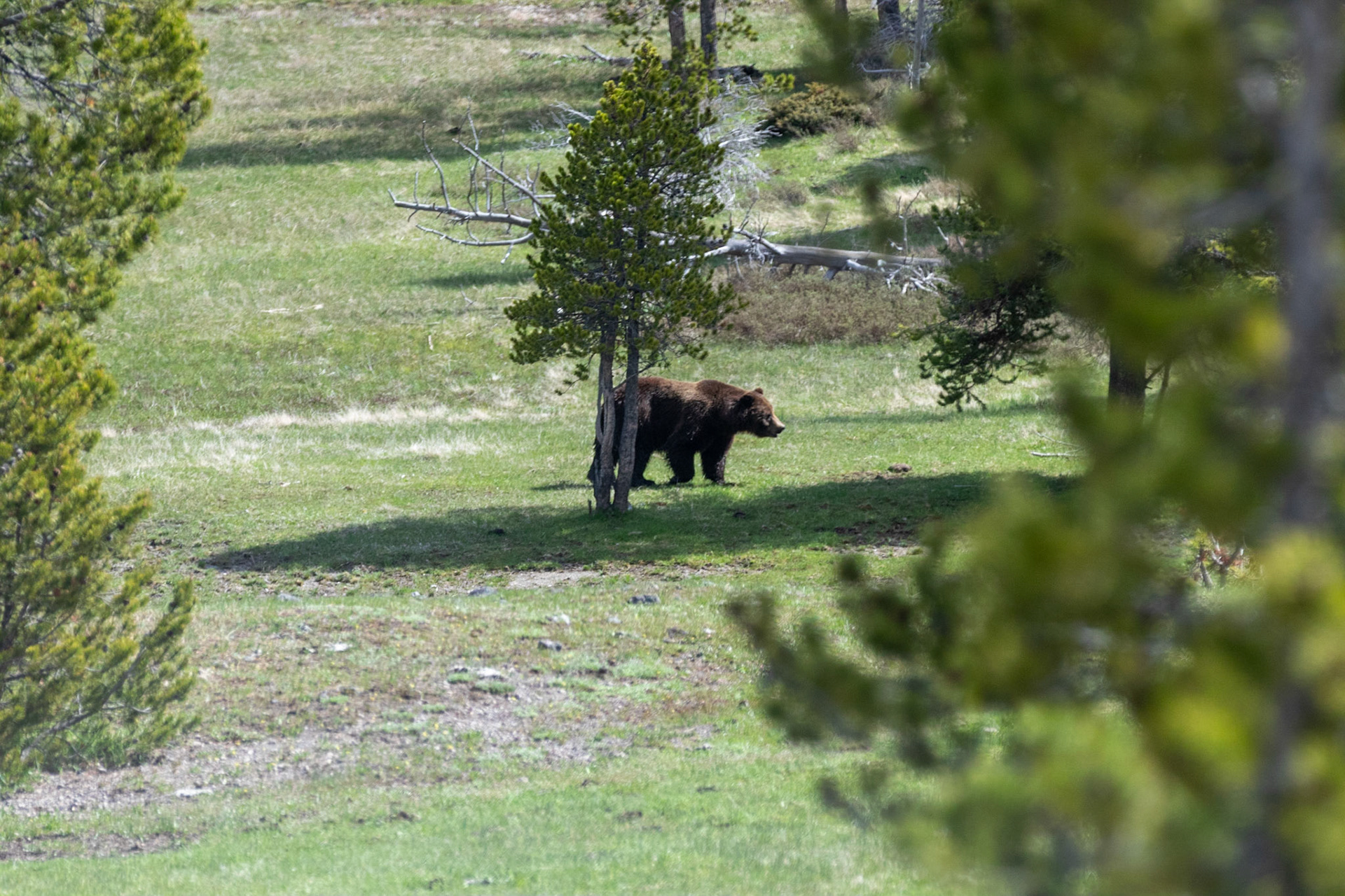 A pair of grizzly bears seen along the road heading from Maddison to Fountain Paintpots
