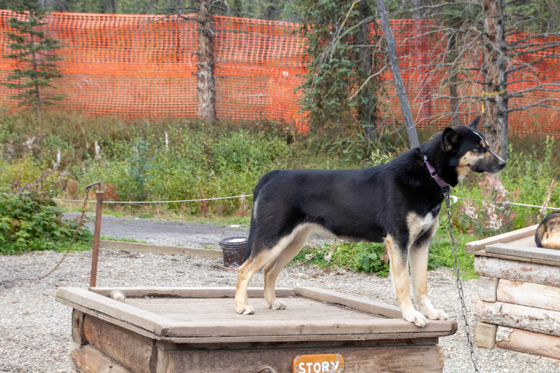 One of the work dogs used by the DNP Rangers
