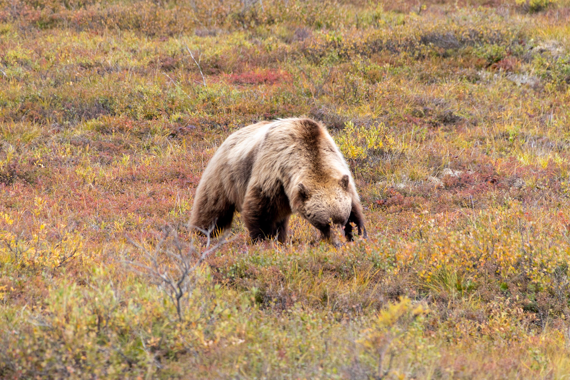We sighted a grizzly bear just off the road durring out park tour. The bear was in Hyperphagia, consuming as much food as he could before winter began.