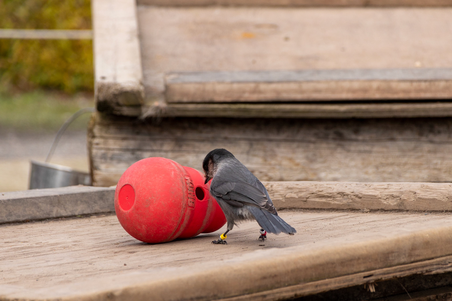 A gray jay stealing the food from one of the dogs.