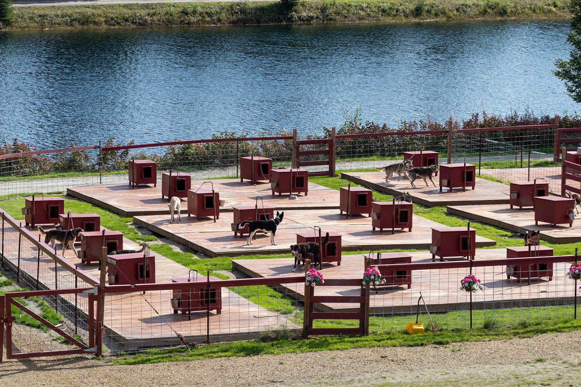 The dogs of the Trail Breaker Kennels