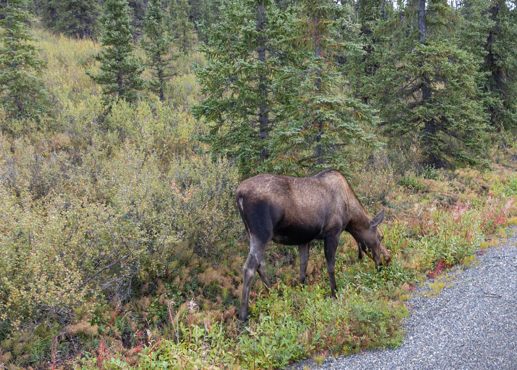 A Moose sighted on the side of the road in DNP